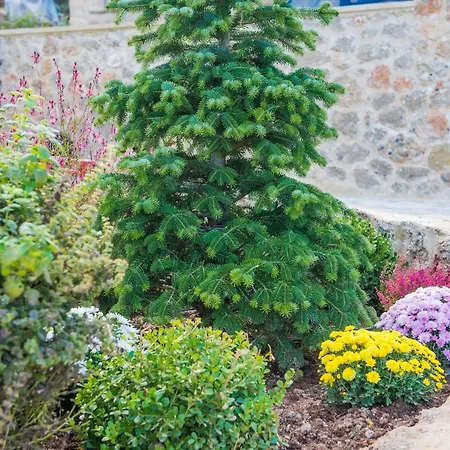 Anotopos * 上特里卡拉