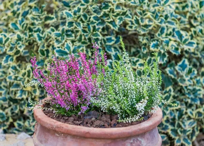 Anotopos أنو تريكالا